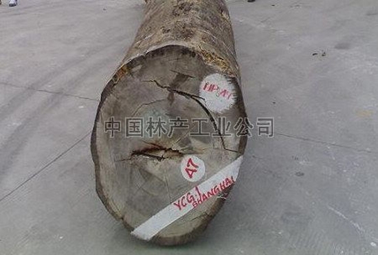 鸡翅木（Milletia pendula Benth.）